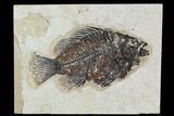 Fossil Fish (Cockerellites) - Green River Formation #129681-1